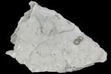 Bumastus Ioxus Trilobite - New York #120101-1